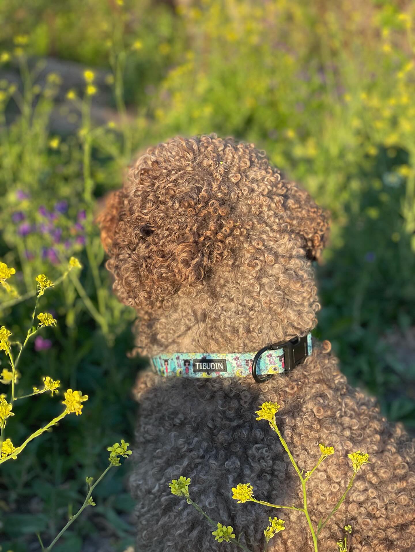 Pack collar Boo