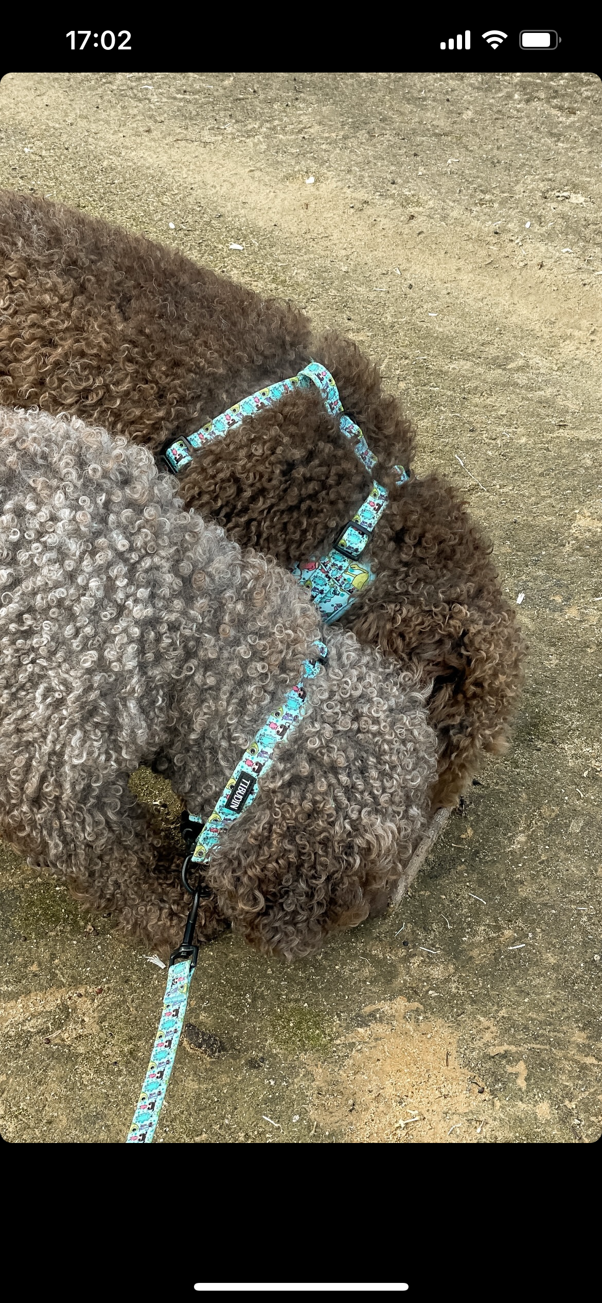 Pack collar Boo