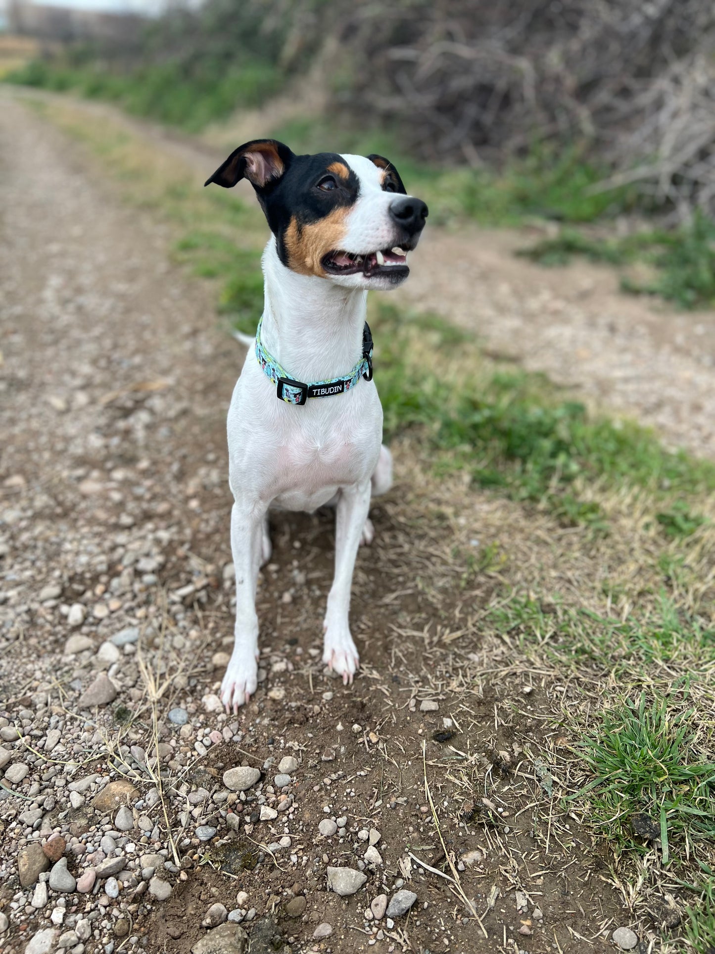Pack collar Boo